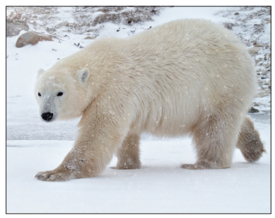 Polar bear walking across snowy ground in an Arctic landscape, its thick white fur dusted with falling snowflakes