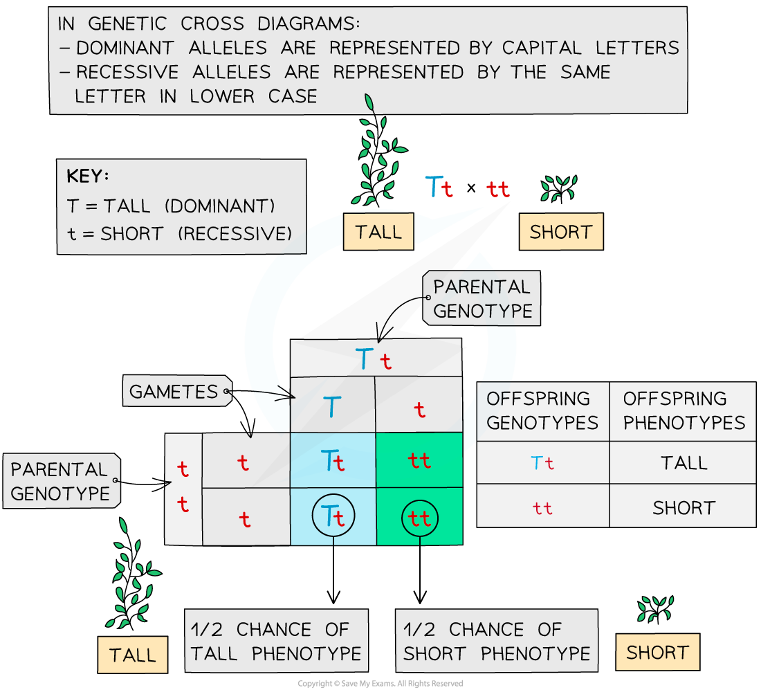 Genetic cross diagram between a heterozygous tall plant and a homozygous recessive short plant, Tt × tt. Text states, “In genetic cross diagrams: dominant alleles are represented by capital letters; recessive alleles are represented by the same letter in lower case.” The key states “T = tall (dominant)” and “t = short (recessive)”. The tall parent produces T and t gametes, while the short parent produces t gametes. The Punnett square gives two Tt and two tt offspring. A table states that Tt has the tall phenotype and tt has the short phenotype. Text below states “1/2 chance of tall phenotype” and “1/2 chance of short phenotype”.