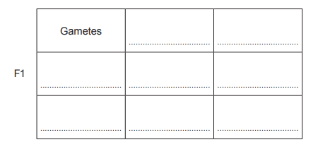 Blank 3×3 genetics grid labelled “Gametes” across the top row and “F1” down the left side, with dotted lines in each empty cell for student entries