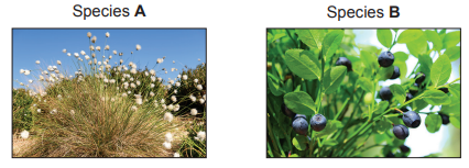 [Figure: photographs of two moorland plant species, labelled Species A and Species B]