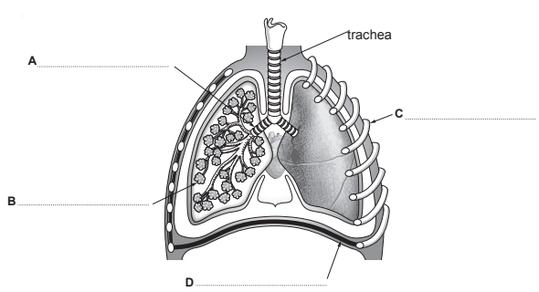 [Figure: Diagram of the thorax with four labelled structures A, B, C and D — showing the trachea branching into a bronchus, further branching into a bronchiole and alveolus, with the rib and diaphragm also shown]