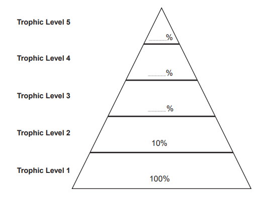 [Figure: Image 3.1 — a pyramid of biomass with five trophic levels (Trophic Level 1 at the base to Trophic Level 5 at the top), with Trophic Level 1 labelled 100% and Trophic Level 2 labelled 10%, and Trophic Levels 3, 4 and 5 labelled with blank percentages]