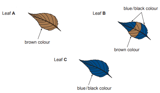 Diagram of three labelled leaves: A fully brown, B partly brown and partly blue-black, and C fully blue-black, illustrating progressive colour change.