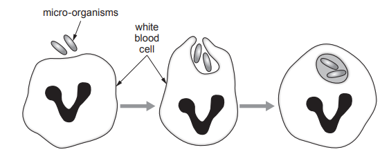 [Figure: Image 5.1 — a white blood cell shown engulfing several micro-organisms in the bloodstream]