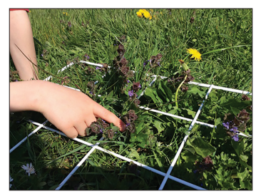 Child’s hand pointing at wildflowers and grass within a white quadrat frame used for a fieldwork survey outdoors
