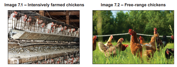 Image 7.1 – Intensively farmed chickens

[Figure: photograph of intensively farmed chickens kept closely together in a shed]

Image 7.2 – Free-range chickens

[Figure: photograph of free-range chickens with access to outdoor space]