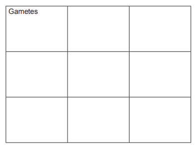Blank 3 by 3 biology table with the word “Gametes” in the top left cell, intended for filling in information about reproductive cells
