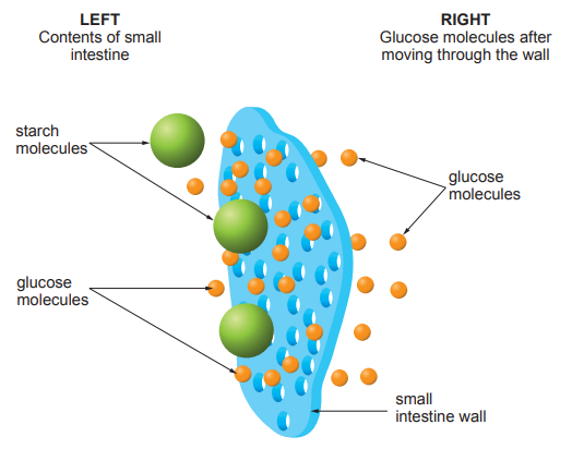 Diagram of the small intestine wall showing large starch and small glucose molecules, with glucose passing through the wall into the right-hand side.