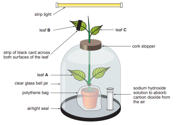Diagram of a potted plant sealed in a glass bell jar with labelled leaves, sodium hydroxide to absorb carbon dioxide, and a strip light above