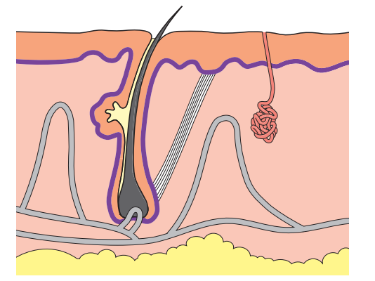 [Figure: diagram of a cross-section through human skin, unlabelled]
