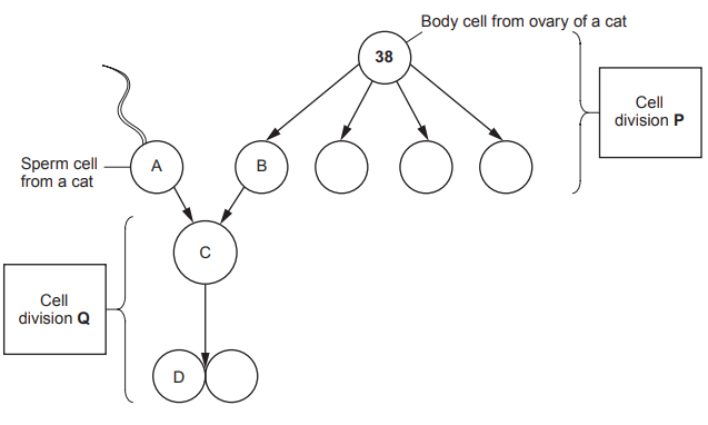 [Figure: Diagram showing a body cell from the ovary of a cat (38 chromosomes) undergoing cell division P to produce egg cell A; a sperm cell from a cat (cell B) combines with cell A during fertilisation to produce zygote C; cell C then undergoes cell division Q to produce cell D]