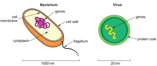 [Figure: Image 8.1 — a bacterium (about 1000 nm) with cell membrane, cytoplasm, genes, cell wall and flagellum labelled, and a virus (about 20 nm) with genes and a protein coat labelled]