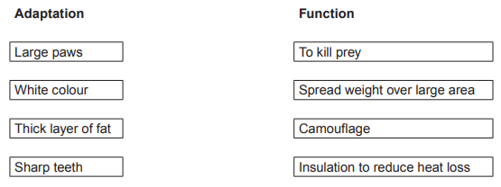 Worksheet showing two columns, Adaptation and Function, listing large paws, white colour, thick fat and sharp teeth with matching prey, weight, camouflage, insulation.