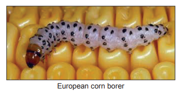 [Figure: photograph of a European corn borer moth]