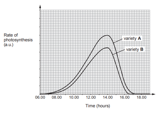 [Figure: A graph showing the rate of photosynthesis (arbitrary units) for Variety A and Variety B plotted against time (06.00 to 18.00 hours)]