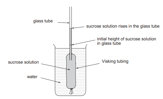 [Figure: Image 7.1 — a glass tube tied to Visking tubing filled with sucrose solution, knotted at the bottom, standing in a beaker of water; the diagram shows the sucrose solution having risen in the glass tube above its initial height]