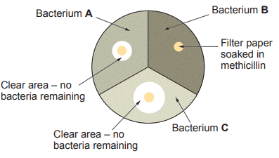 Petri dish divided into three; methicillin discs on bacteria A, B, C, with clear inhibition zones for A and C but not for resistant bacterium B