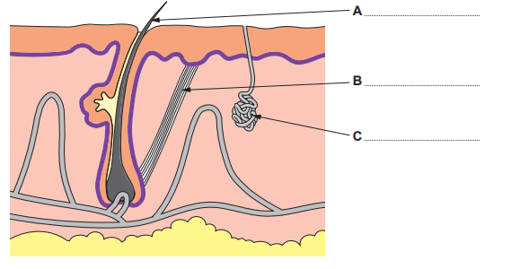 ![[Figure: Image 2.1 — a cross-section diagram of human skin with three unlabelled structures A, B and C pointed to by lines, along with a hair, sweat duct and sweat pore]](https://cdn.savemyexams.com/uploads/2026/08/37432-2.png){width=579 height=300}