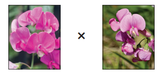 Two photographs of pink sweet pea flowers side by side with a multiplication symbol between them, indicating a plant cross or breeding experiment