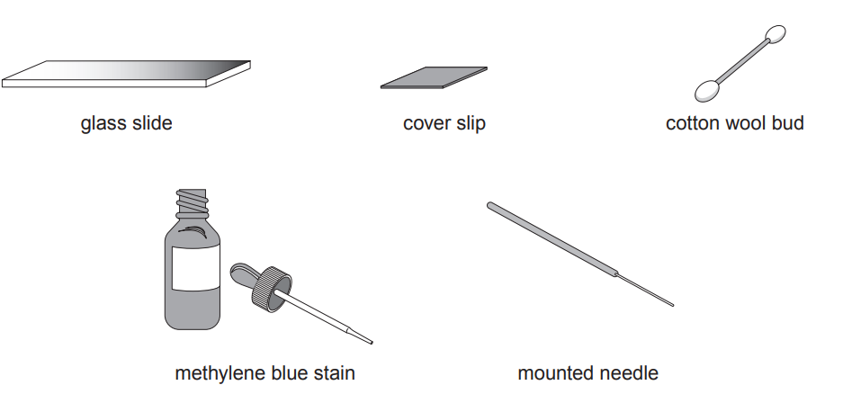 [Figure: Apparatus for preparing a cheek cell slide, showing a glass slide, methylene blue stain, cover slip, mounted needle, and cotton wool bud]