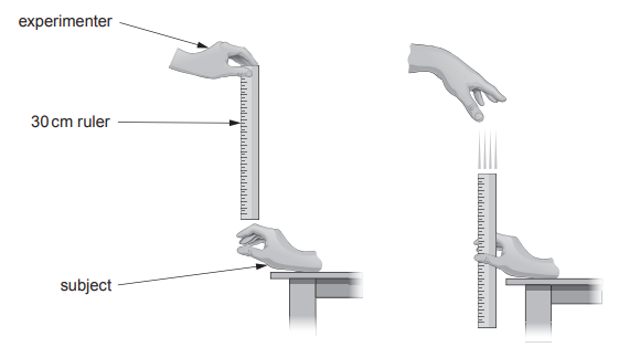 [Figure: Diagram showing an experimenter holding a 30 cm ruler above the open hand of a seated subject]