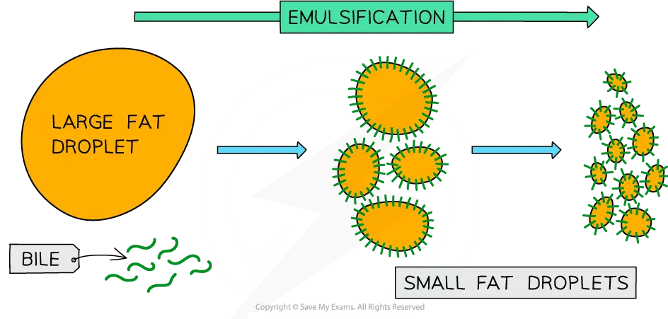 Diagram labelled “EMULSIFICATION”: bile breaks a “LARGE FAT DROPLET” into many “SMALL FAT DROPLETS”, shown as green bile molecules coating the droplets. Arrows show the process from large to small droplets.