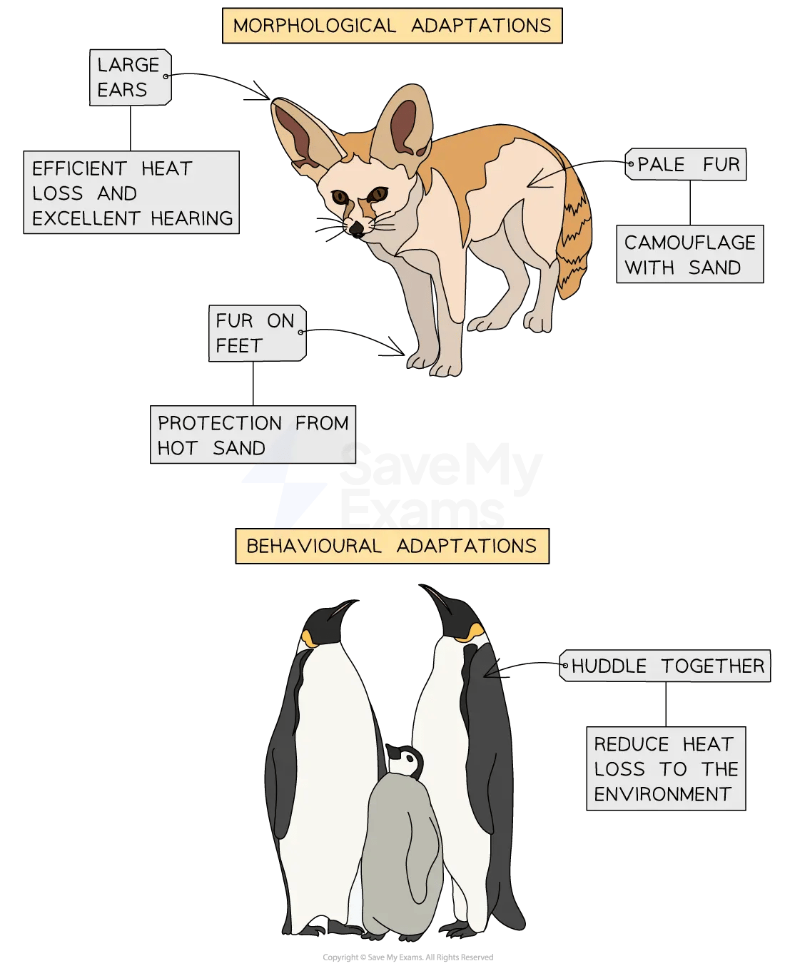 Diagram of adaptations: a desert fox’s large ears enable heat loss and hearing, pale fur camouflages it with sand, and furry feet protect from hot sand; penguins huddle together to reduce heat loss.
