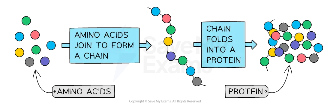 Diagram showing amino acids joining to form a chain, which then folds into a protein with a specific three-dimensional shape.