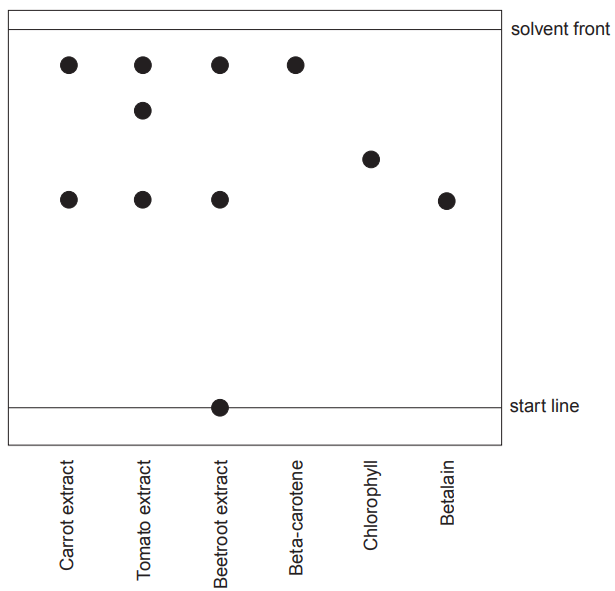 Figure: Paper chromatography diagram. A horizontal "start line" near the bottom and a horizontal "solvent front" line near the top. Six lanes are spotted at the start line, labelled (left to right): Carrot extract, Tomato extract, Beetroot extract, Beta-carotene, Chlorophyll, Betalain. Each of the three pure pigment lanes (beta-carotene, chlorophyll, betalain) shows a single spot at its own characteristic height. The three extract lanes each show one or more spots aligning in height with one or more of the pure pigment spots, showing which pigments are present in each extract.