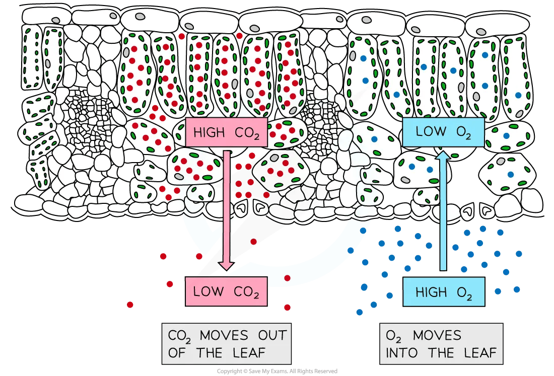 Cross-section of a leaf showing gas exchange; CO2 exits, O2 enters. Red and blue arrows indicate movement of CO2 and O2, respectively.