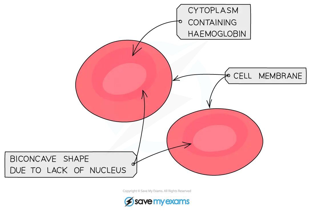 Diagram of red blood cell showing biconcave shape, cell membrane, and cytoplasm containing haemoglobin, highlighted with labelled arrows.