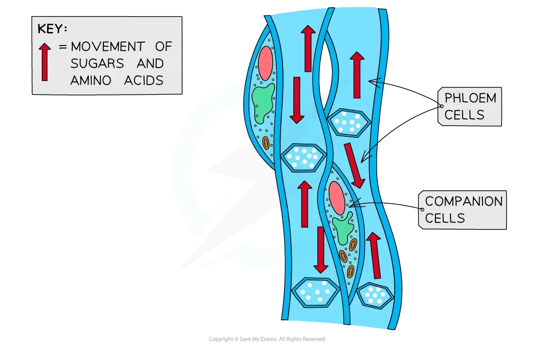 Diagram of phloem tissue: phloem cells form tubes containing sieve plates, alongside companion cells. Red arrows show sugars and amino acids moving both upwards and downwards through the phloem.