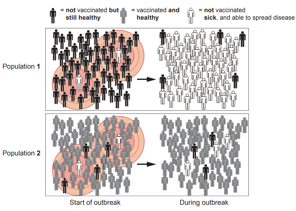 [Figure: Diagram showing two populations at the start and during an outbreak of measles. A key distinguishes: not vaccinated but still healthy; vaccinated and healthy; not vaccinated, sick and able to spread disease. Population 1 (not vaccinated) shows many people becoming sick during the outbreak; Population 2 (vaccinated) shows most people remaining healthy]