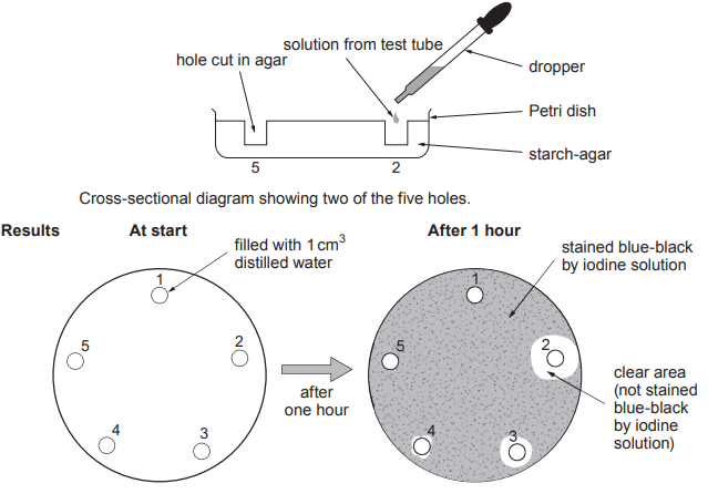 [Figure: Cross-sectional diagram showing two of the five holes cut into the starch-agar in a Petri dish, one at the start (filled with 1 cm3 distilled water) and one after one hour, showing a clear area (not stained blue-black by iodine solution) around a hole where starch has been digested, surrounded by agar stained blue-black by iodine solution]