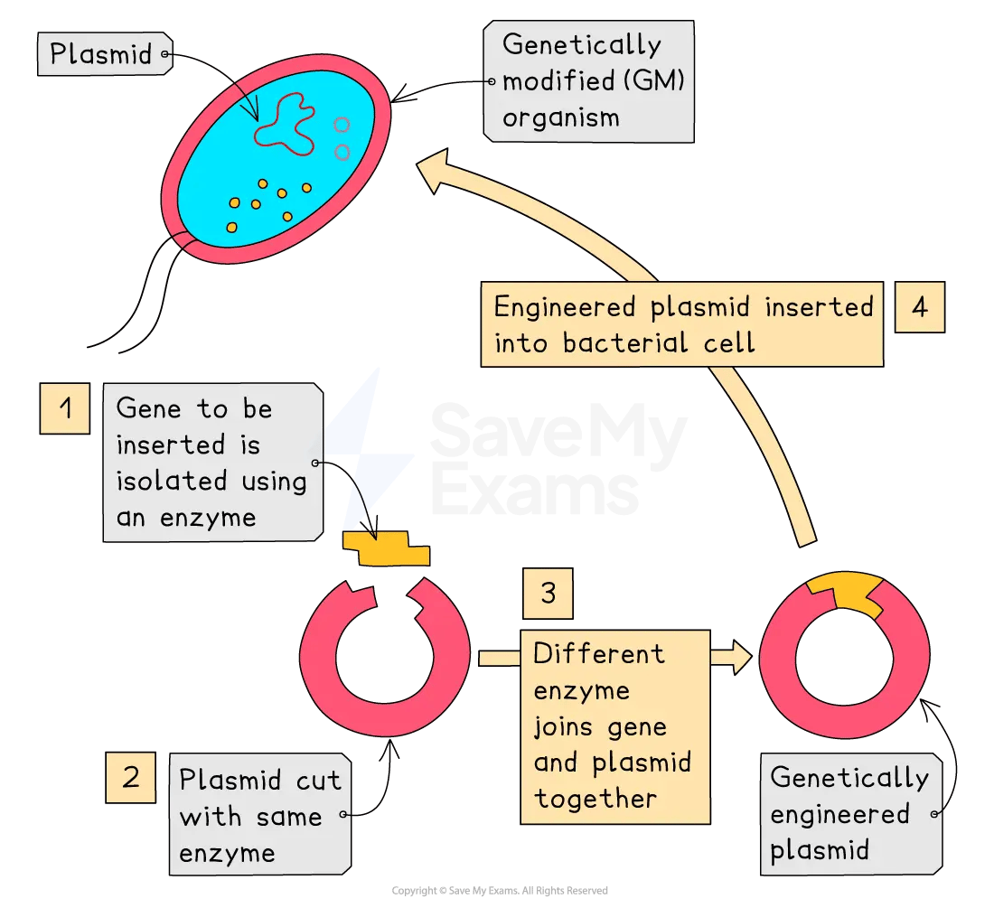 Flow chart showing genetic engineering: a gene is isolated with an enzyme, a plasmid is cut with the same enzyme, another enzyme joins them, and the engineered plasmid is inserted into a bacterial cell to form a GM organism.