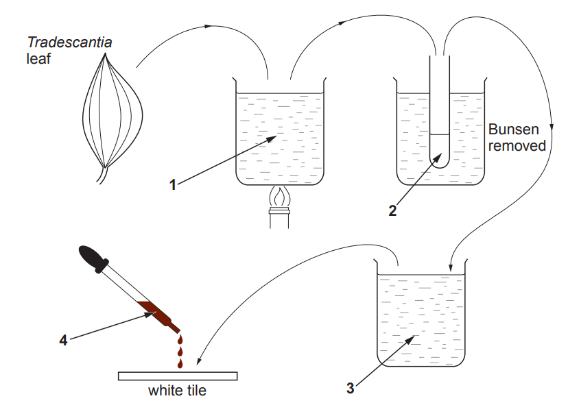 [Figure: Diagram showing four numbered stages of the starch test procedure for a Tradescantia leaf: (1) leaf placed in boiling liquid, (2) leaf placed in a second liquid with the Bunsen burner removed, (3) leaf rinsed in a third liquid on a white tile, (4) leaf covered with a fourth liquid to observe the colour change]