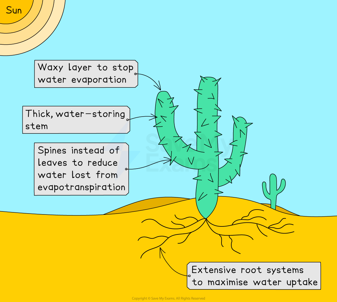 Diagram of a cactus showing adaptations to dry conditions. A waxy layer reduces water loss by evaporation. The thick stem stores water. Spines instead of leaves reduce water loss through evapotranspiration. An extensive root system maximises water uptake from the soil.