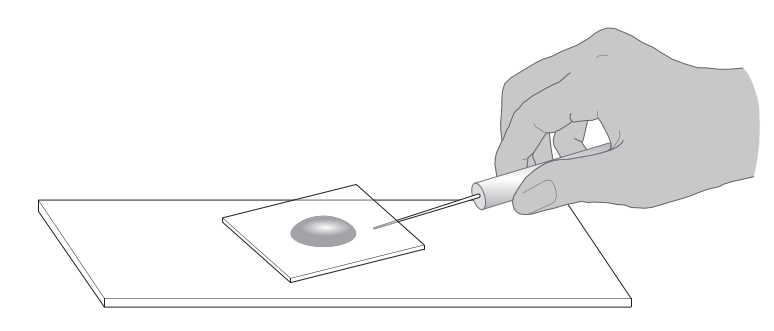 [Figure: Diagram showing a slide preparation with plant tissue in water and a cover slip being lowered on top]