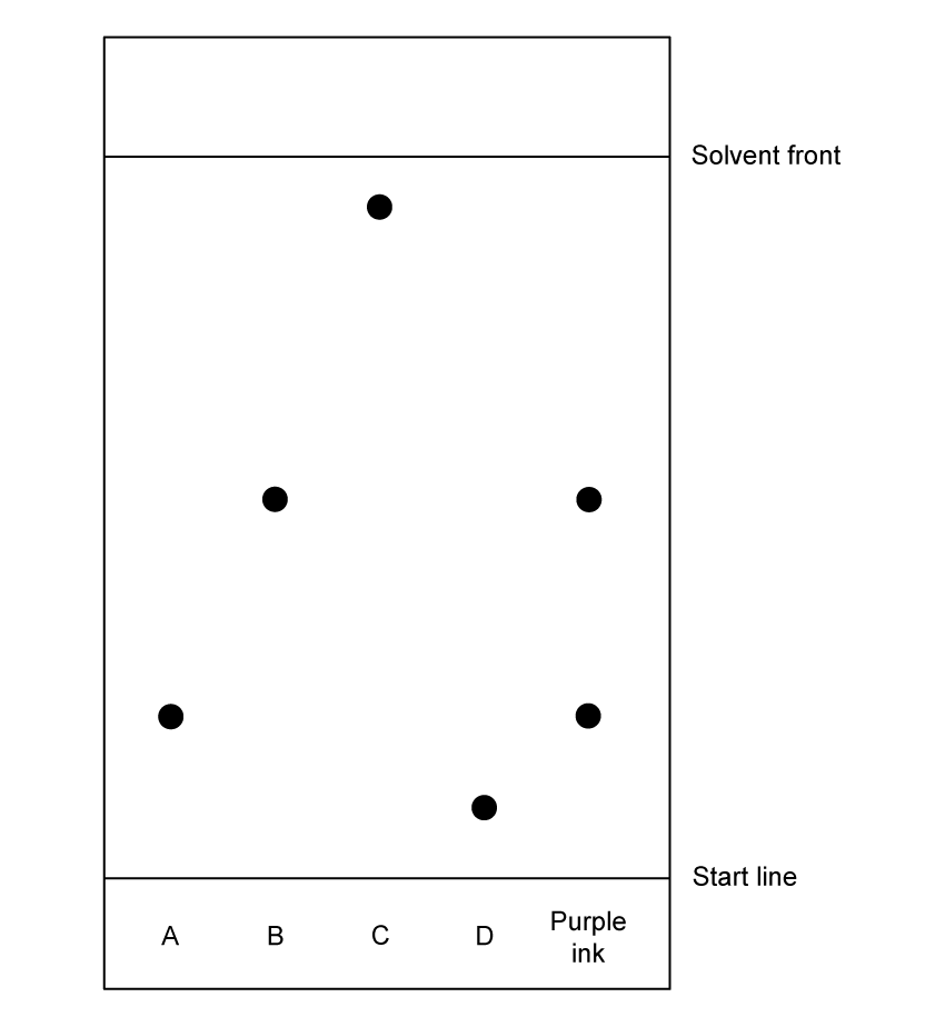 A chromatogram. A start line runs across near the bottom and the solvent front near the top. Five lanes are labelled below the start line: A, B, C, D and purple ink. A has one spot low down. B has one spot about halfway up. C has one spot high up, close to the solvent front. D has one spot just above the start line, the lowest on the paper. The purple ink lane has two spots, one level with B's spot and one level with A's spot.