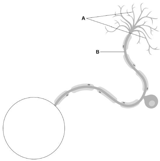 Incomplete sensory-neuron diagram: A points to the branching fibres, and B to the long fibre covered by a segmented sheath. The fibre leads from the cell body to a large empty circle where its terminal end is missing.