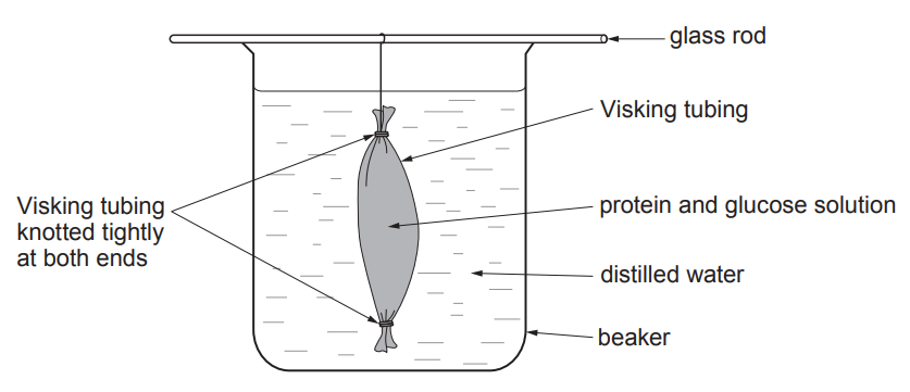 [Figure: Diagram of a glass rod suspending a Visking tubing bag (knotted tightly at both ends, containing protein and glucose solution) in a beaker of distilled water]