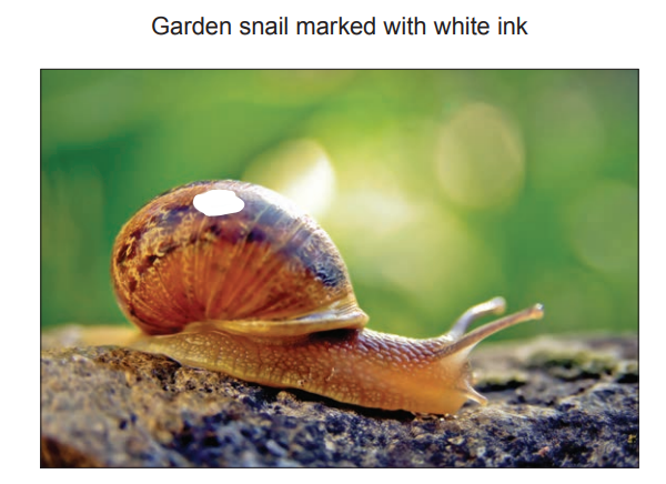 [Figure: Photograph of a garden snail marked with a spot of white ink on its shell]