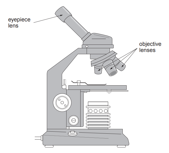 [Figure: Diagram of a light microscope showing the eyepiece lens and objective lenses]