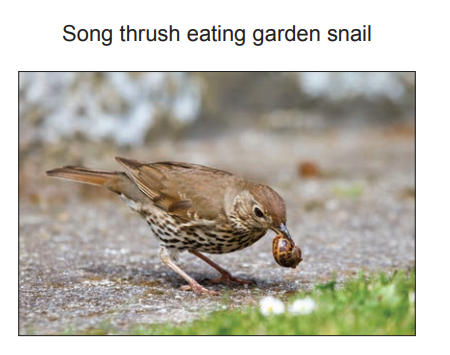 [Figure: Photograph of a song thrush eating a garden snail]