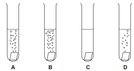 Figure: Four test tubes labelled A, B, C, D, each containing dilute hydrochloric acid. Tube A shows a moderate number of gas bubbles rising. Tube B shows a large number of gas bubbles rising (most vigorous reaction). Tube C shows no bubbles at all (no reaction). Tube D shows a small number of gas bubbles rising