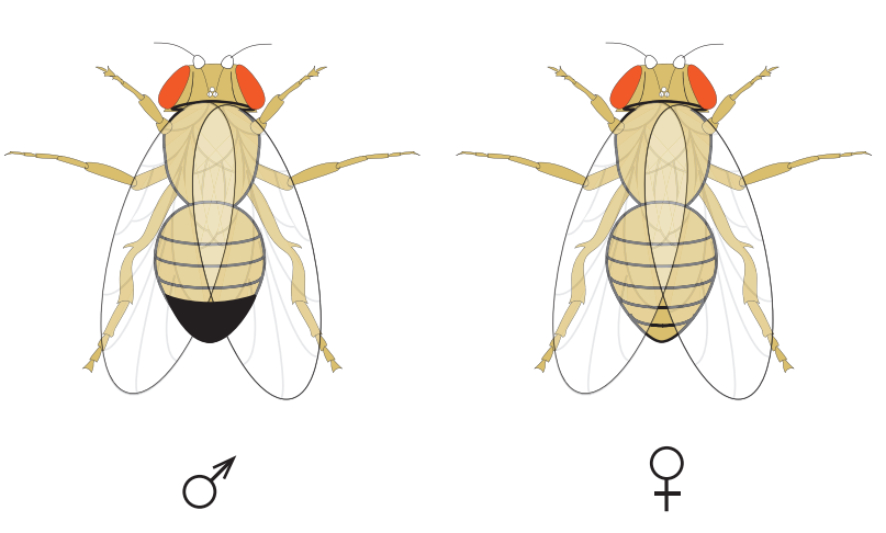 [Figure: Sketch diagram comparing a male and female fruit fly (Drosophila melanogaster), showing distinguishing features between the sexes]