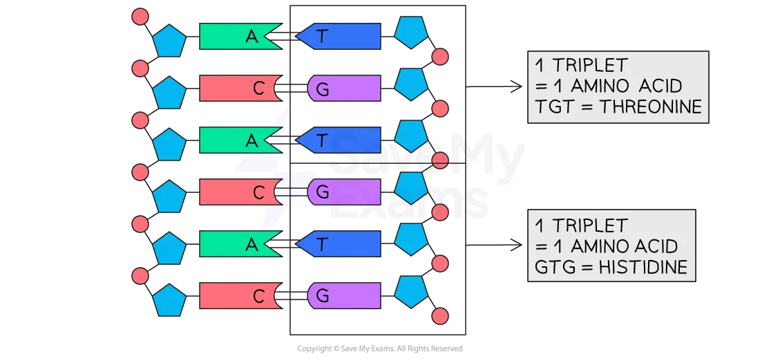 Diagram of a DNA strand showing complementary bases A–T and C–G grouped into triplets; the examples show TGT codes for threonine and GTG codes for histidine.
