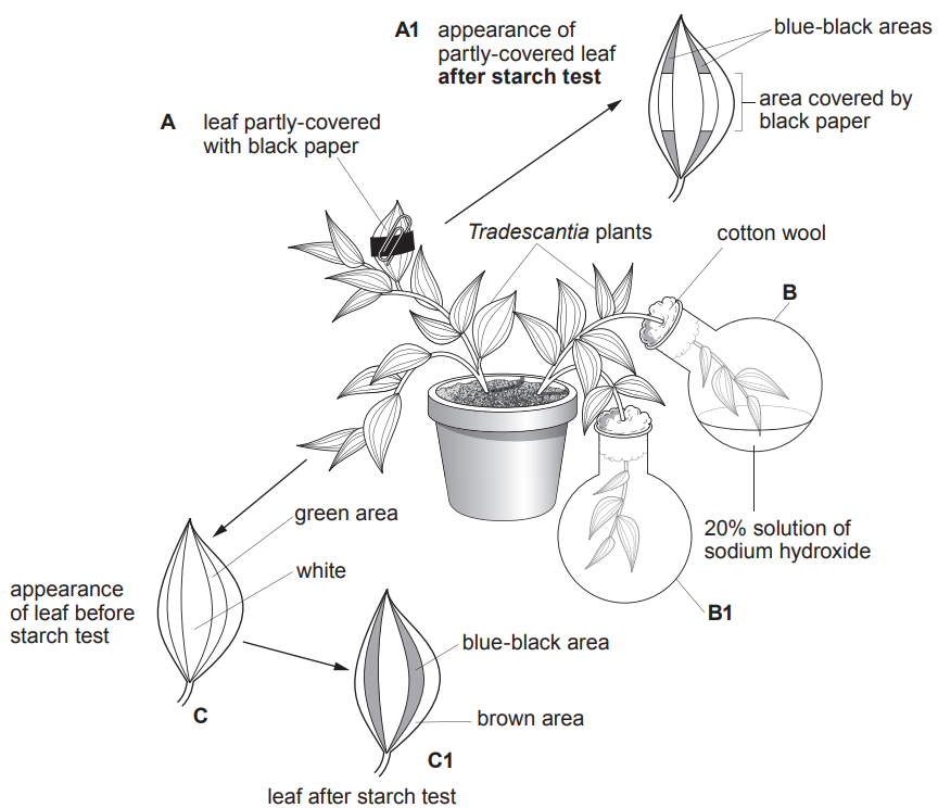 [Figure: Diagram of three experimental setups using Tradescantia plants. Setup A: a leaf partly covered with black paper, with the appearance after a starch test (A1) showing blue-black areas except where covered by black paper. Setup B: a Tradescantia plant with cotton wool and a flask of 20% sodium hydroxide solution, with the appearance after a starch test (B1) showing a green area appearing white/no blue-black colour, compared to a blue-black area before the starch test. Setup C: a leaf tested for starch (C1) showing a blue-black area (green part) and a brown area (white part) before the starch test]
