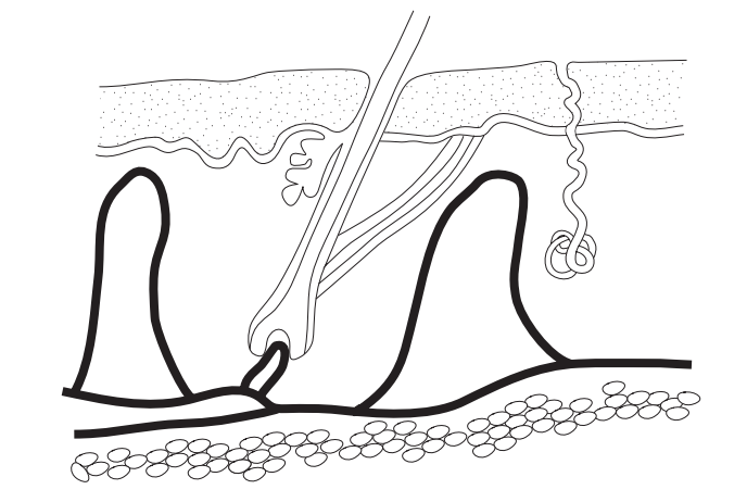 [Figure: Diagram of a cross-section through human skin with arrows pointing to two unlabelled structures for the candidate to identify]