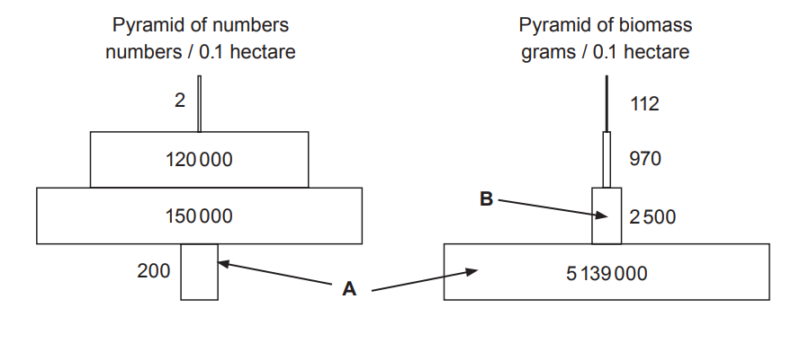 [Figure: Pyramid of numbers (numbers / 0.1 hectare) and pyramid of biomass (grams / 0.1 hectare) for a food chain in this food web. The pyramid of numbers shows trophic level A as a very large number of individuals despite representing very few actual organisms in the pyramid of biomass, where trophic level A has a biomass of 5 139 000 g/0.1 hectare and trophic level B has a biomass of 2 500 g/0.1 hectare]
